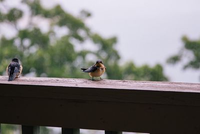 Close-up of sparrow perching on wood