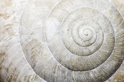 Macro shot of spiral pattern on tree