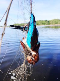 Close-up of bird on lake