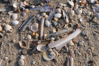 High angle view of seashells on beach