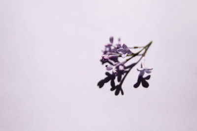 Close-up of purple flowers on white background