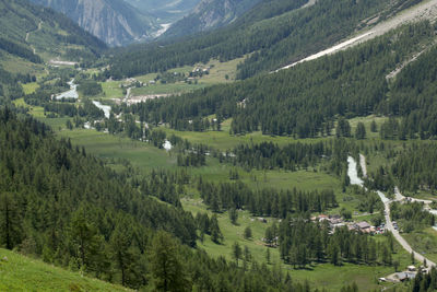 Scenic view of pine trees in valley