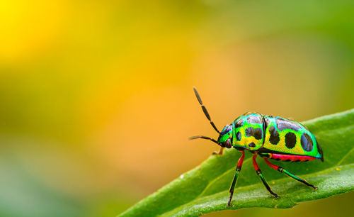 Close-up of insect