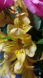 Close-up of yellow flowers blooming outdoors