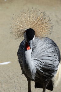 Grey crowned crane on sunny day
