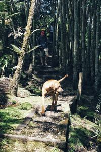 Horse standing on tree trunk in forest