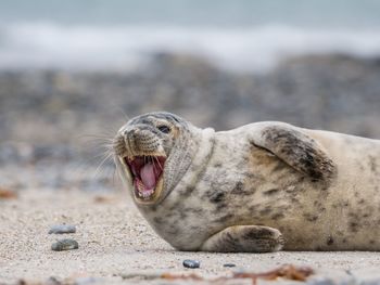 Seal yawning while lying at beach