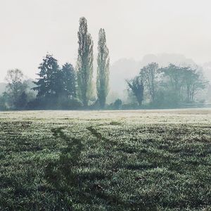 Scenic view of trees on field against sky