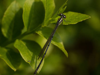 Close-up of grasshopper on leaf