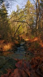 River flowing through forest