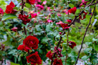 Close-up of scarlett storm flowers