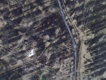 Full frame shot of tree trunk