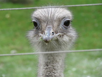 Close-up portrait of a bird