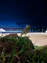 View of an animal on beach