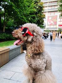 View of a dog on footpath