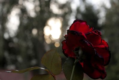 Close-up of red rose against blurred background