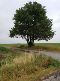 Trees on field against sky