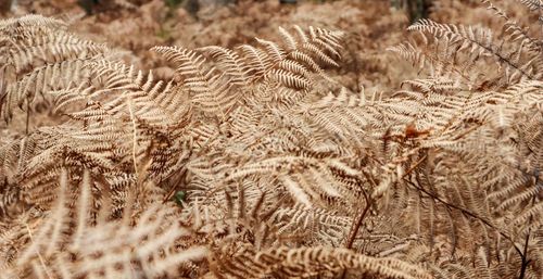 Close-up of dry plants on land