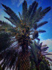 Low angle view of palm tree against sky