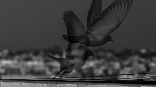 Double exposure of birds flying against sky