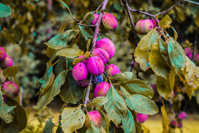 Close-up of fresh pink flowers on plant