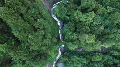 Aerial view of river flowing through forest