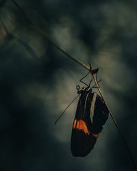 Close-up of butterfly