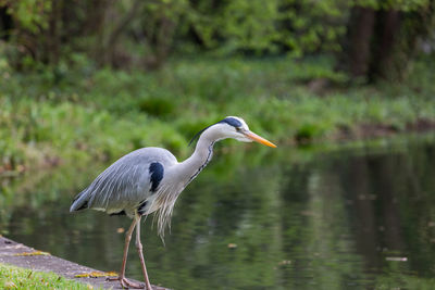 High angle view of gray heron on lake