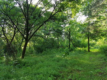 Trees on field in forest