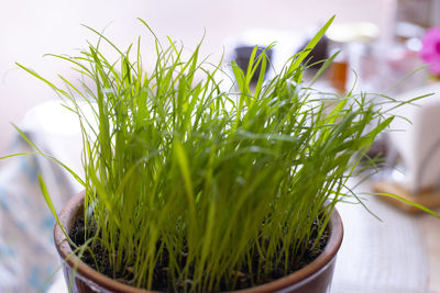 Close-up of potted plant