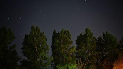 Low angle view of trees against sky at night