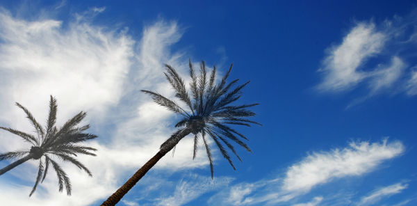 Low angle view of coconut palm tree against blue sky