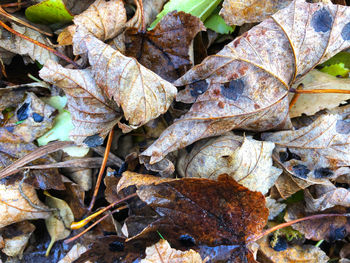 Full frame shot of dried autumn leaves