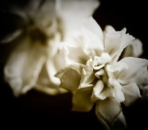 Close-up of white flowers blooming outdoors