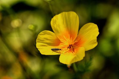 Close-up of insect on yellow flowering plant