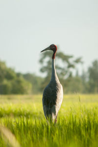 Bird perching on a field