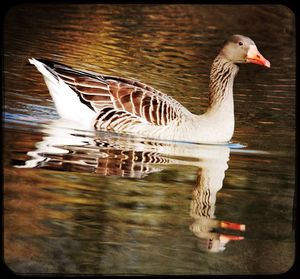 Duck swimming in a lake