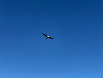 Low angle view of bird flying in sky