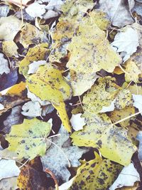 High angle view of yellow leaves