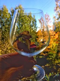 Cropped hand holding wineglass against plants