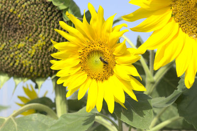 Close-up of yellow sunflower