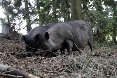 Wild boars standing in forest
