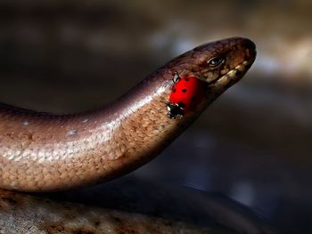 Close-up of ladybug