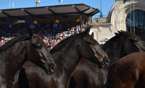 Horses in a front of building