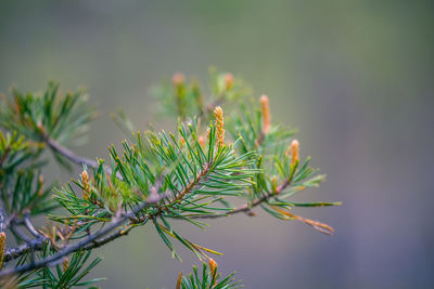 Beautiful pine tree blossoms in the spring.