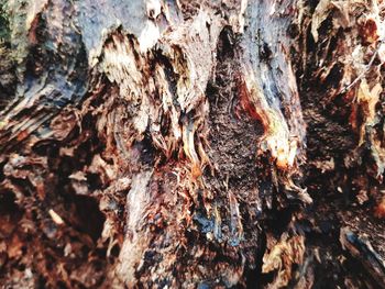 Full frame shot of tree trunk