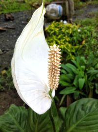 Close-up of flower against grass