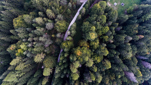 Full frame shot of trees on field