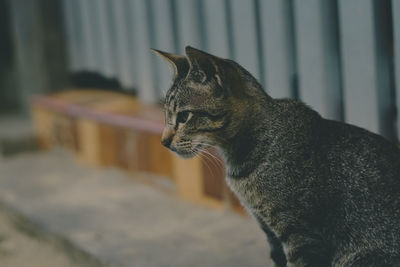 Close-up of a cat looking away