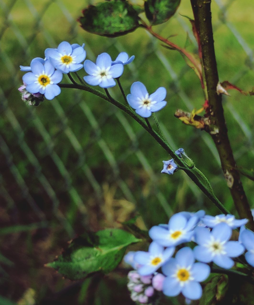 flower, fragility, beauty in nature, growth, nature, petal, freshness, white color, flower head, plant, blossom, blooming, no people, day, springtime, outdoors, close-up, animal themes